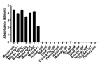 Mouse IgG (H+L) Secondary Antibody