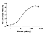 Mouse IgG (H+L) Secondary Antibody in ELISA (ELISA)