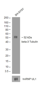 Rabbit anti-Mouse IgG (H+L) Superclonal™ Secondary Antibody, HRP