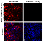 Mouse IgG (H+L) Secondary Antibody in Immunocytochemistry (ICC/IF)
