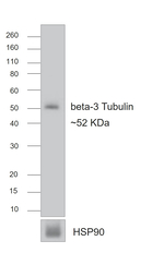 Mouse IgG (H+L) Secondary Antibody in Western Blot (WB)