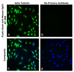 Mouse IgG1 Secondary Antibody in Immunocytochemistry (ICC/IF)