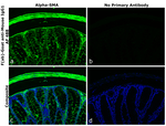 Mouse IgG1 Secondary Antibody in Immunohistochemistry (Paraffin) (IHC (P))