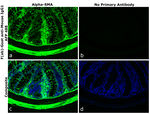 Mouse IgG1 Secondary Antibody in Immunohistochemistry (Paraffin) (IHC (P))