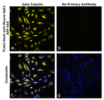F(ab)-Goat anti-Mouse IgG1 Superclonal™ Secondary Antibody, Alexa Fluor™ Plus 555