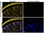 Mouse IgG1 Secondary Antibody in Immunohistochemistry (Paraffin) (IHC (P))