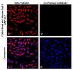 F(ab)-Goat anti-Mouse IgG1 Superclonal™ Secondary Antibody, Alexa Fluor™ Plus 647