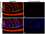 Mouse IgG1 Secondary Antibody in Immunohistochemistry (Paraffin) (IHC (P))