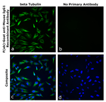 F(ab)-Goat anti-Mouse IgG1 Superclonal™ Secondary Antibody