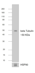 Mouse IgG1 Secondary Antibody in Western Blot (WB)