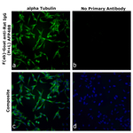 F(ab)-Goat anti-Rat IgG (H+L) Superclonal™ Secondary Antibody, Alexa Fluor™ Plus 488