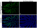 Rat IgG (H+L) Secondary Antibody in Immunohistochemistry (Paraffin) (IHC (P))
