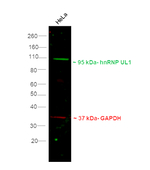 Rat IgG (H+L) Secondary Antibody in Western Blot (WB)