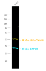 Rat IgG (H+L) Secondary Antibody in Western Blot (WB)