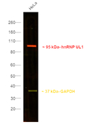 Rat IgG (H+L) Secondary Antibody in Western Blot (WB)