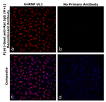F(ab)-Goat anti-Rat IgG (H+L) Superclonal™ Secondary Antibody