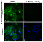 F(ab)-Rabbit anti-Goat IgG (H+L) Superclonal™ Secondary Antibody, Alexa Fluor™ Plus 488