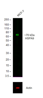 Goat IgG (H+L) Secondary Antibody in Western Blot (WB)