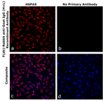 F(ab)-Rabbit anti-Goat IgG (H+L) Superclonal™ Secondary Antibody
