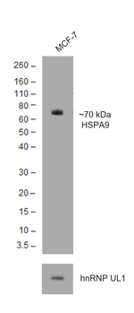 Goat IgG (H+L) Secondary Antibody in Western Blot (WB)