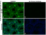Rabbit IgG (H+L) Secondary Antibody in Immunohistochemistry (Paraffin) (IHC (P))