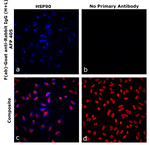 F(ab)-Goat anti-Rabbit IgG (H+L) Superclonal™ Secondary Antibody, Alexa Fluor™ Plus 405