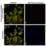 F(ab)-Goat anti-Rabbit IgG (H+L) Superclonal™ Secondary Antibody, Alexa Fluor™ Plus 555