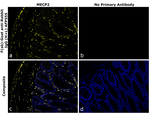 Rabbit IgG (H+L) Secondary Antibody in Immunohistochemistry (Paraffin) (IHC (P))