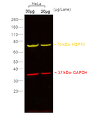 Rabbit IgG (H+L) Secondary Antibody in Western Blot (WB)