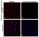 F(ab)-Goat anti-Rabbit IgG (H+L) Superclonal™ Secondary Antibody, Alexa Fluor™ Plus 647