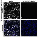 F(ab)-Goat anti-Rabbit IgG (H+L) Superclonal™ Secondary Antibody, Alexa Fluor™ Plus 800