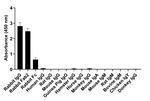 Rabbit IgG (H+L) Secondary Antibody