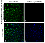 F(ab)-Goat anti-Rabbit IgG (H+L) Superclonal™ Secondary Antibody