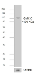 Rabbit IgG (H+L) Secondary Antibody in Western Blot (WB)