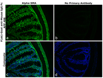 Mouse IgG Fc Secondary Antibody in Immunohistochemistry (Paraffin) (IHC (P))