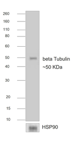 Mouse IgG Fc Secondary Antibody in Western Blot (WB)