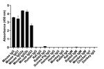 Mouse IgG (H+L) Secondary Antibody