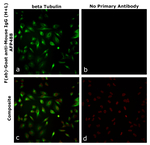 F(ab)-Goat anti-Mouse IgG (H+L) Superclonal™ Secondary Antibody, Alexa Fluor™ Plus 488