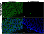 Mouse IgG (H+L) Secondary Antibody in Immunohistochemistry (Paraffin) (IHC (P))