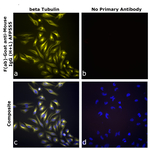F(ab)-Goat anti-Mouse IgG (H+L) Superclonal™ Secondary Antibody, Alexa Fluor™ Plus 555