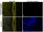 Mouse IgG (H+L) Secondary Antibody in Immunohistochemistry (Paraffin) (IHC (P))