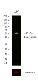 Mouse IgG (H+L) Secondary Antibody in Western Blot (WB)
