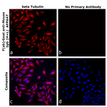 F(ab)-Goat anti-Mouse IgG (H+L) Superclonal™ Secondary Antibody, Alexa Fluor™ Plus 647