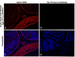 Mouse IgG (H+L) Secondary Antibody in Immunohistochemistry (Paraffin) (IHC (P))