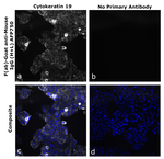 F(ab)-Goat anti-Mouse IgG (H+L) Superclonal™ Secondary Antibody, Alexa Fluor™ Plus 750