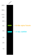 Mouse IgG (H+L) Secondary Antibody in Western Blot (WB)