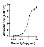 Mouse IgG (H+L) Secondary Antibody in ELISA (ELISA)
