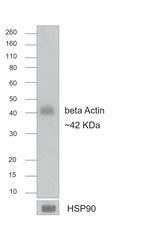 Mouse IgG (H+L) Secondary Antibody in Western Blot (WB)