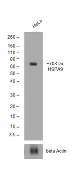 Rabbit anti-Goat Lambda Light Chain Recombinant Secondary Antibody, HRP