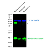 Rabbit IgG (H+L) Secondary Antibody in Western Blot (WB)